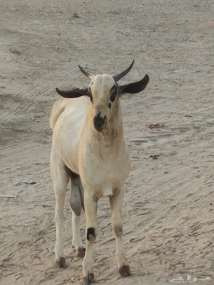 جدعان بيشي 6