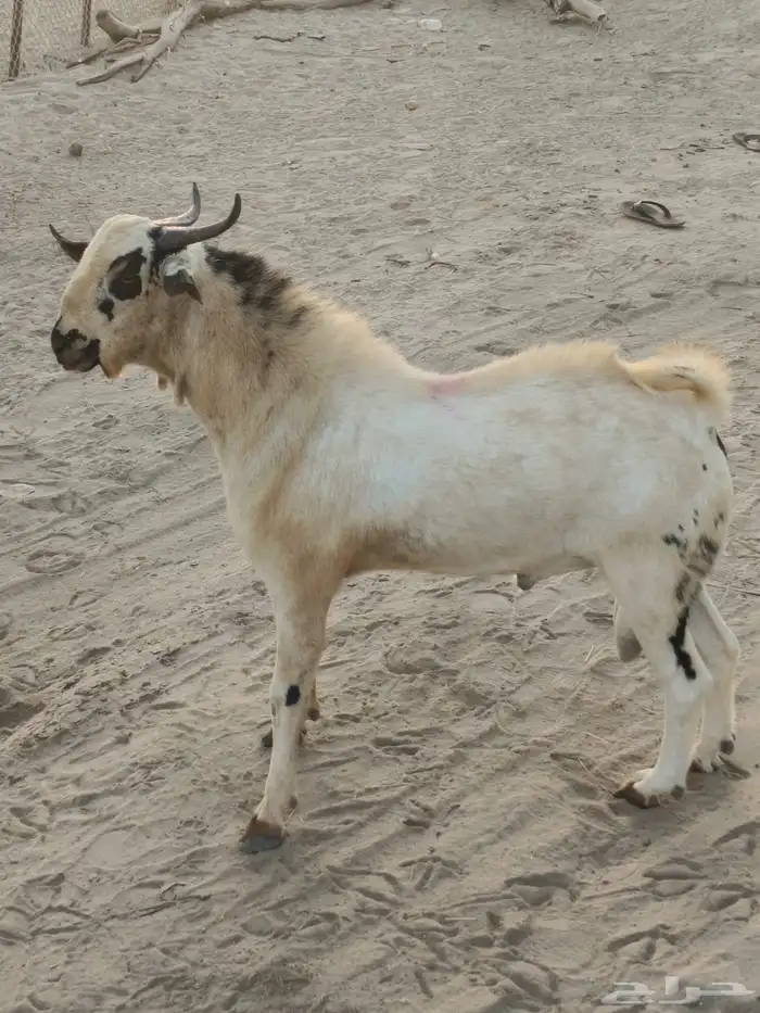 جدعان بيشي 8