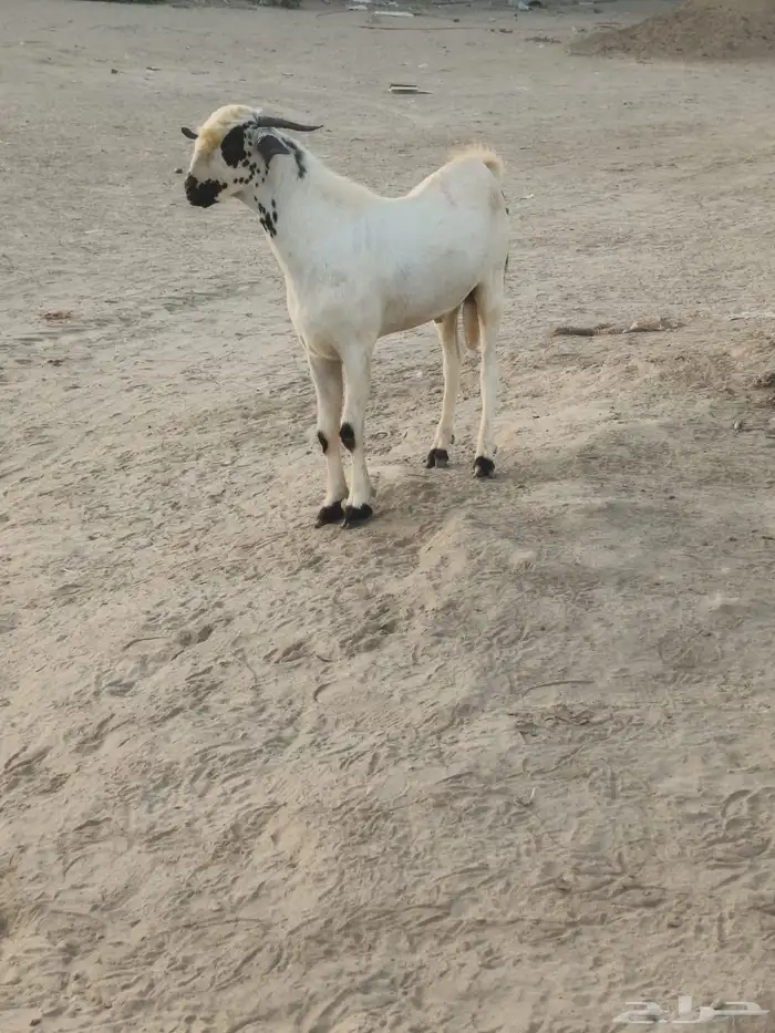 جدعان بيشي 0