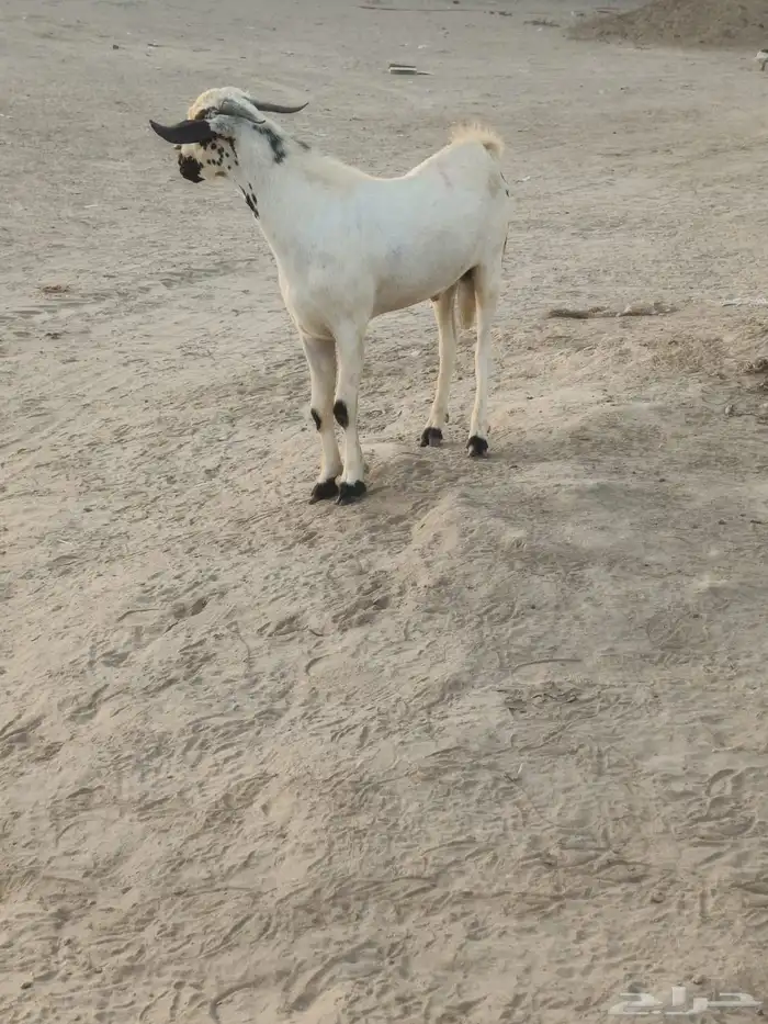 جدعان بيشي 1