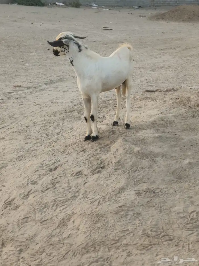 جدعان بيشي 2