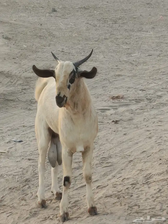 جدعان بيشي 5