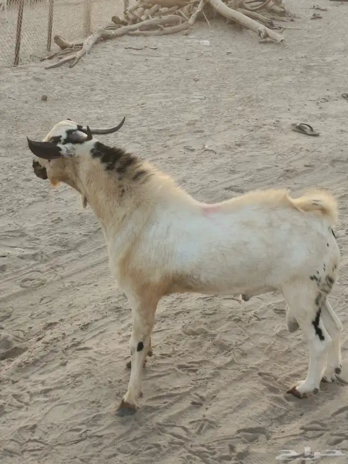 جدعان بيشي 3