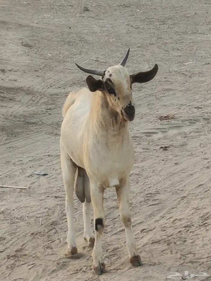 جدعان بيشي 9