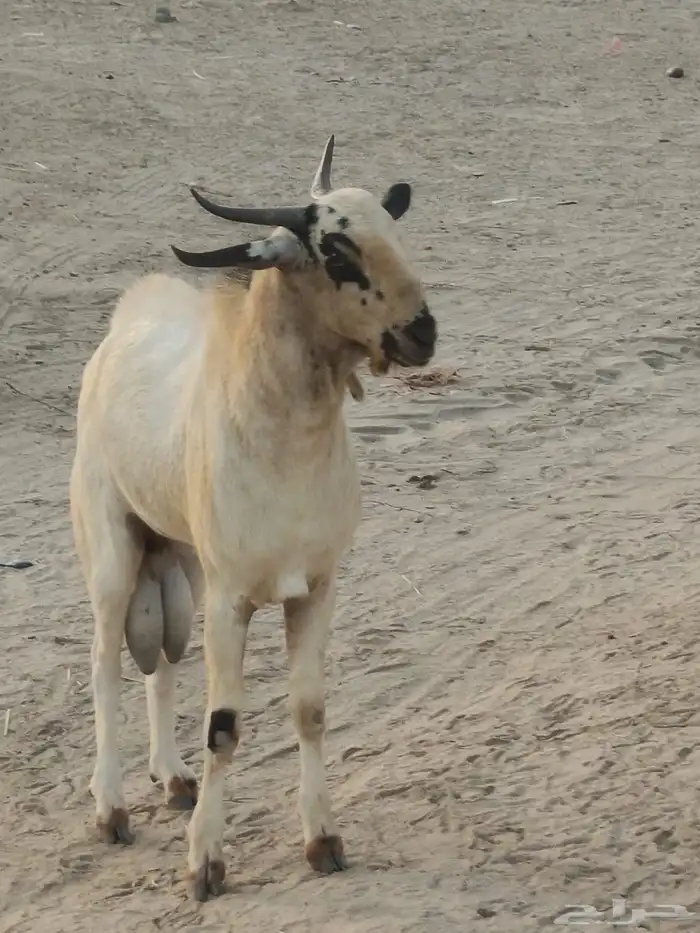 جدعان بيشي 7