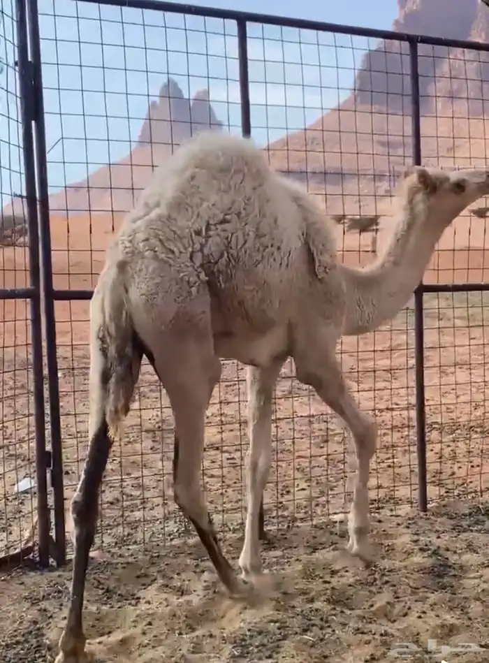 افلح من ذكر الله 0