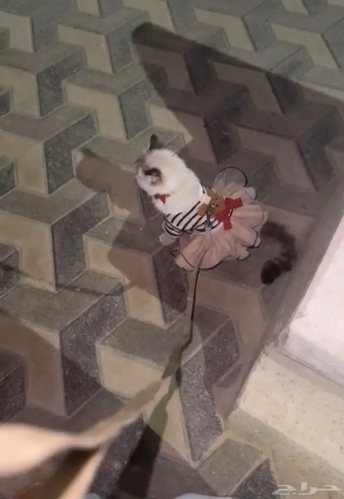 قطه هملايا شيرازي تبني ( بشرط خوف الله فيها وعدم تعقيمها) 4