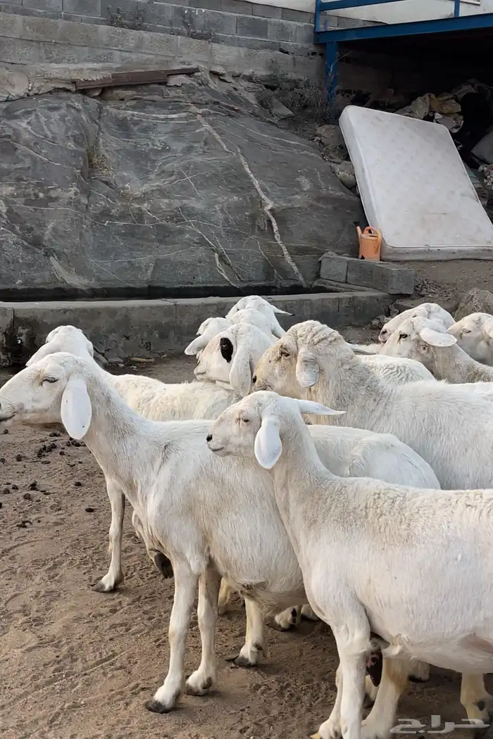 ضان شعره قصيره بفحلها عدد 13 0