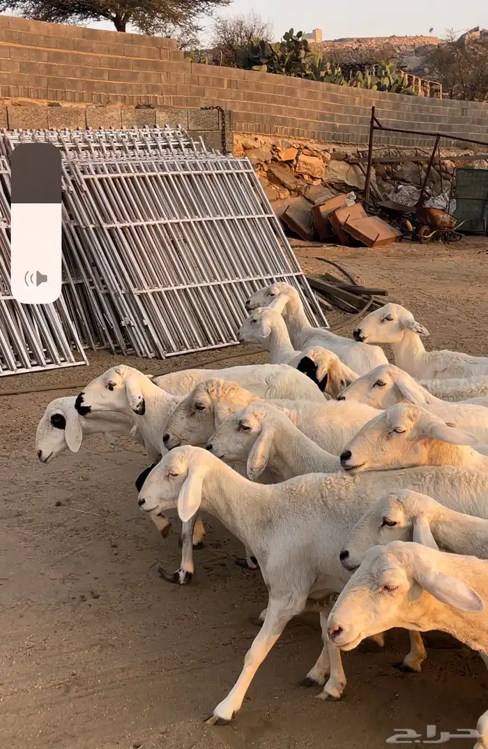 ضان شعره قصيره بفحلها عدد 13 3