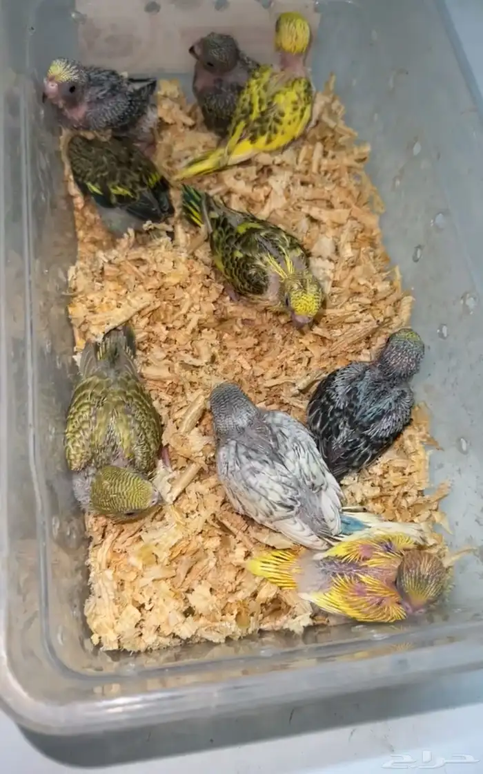 فروخ بادجي طيور الحب 0