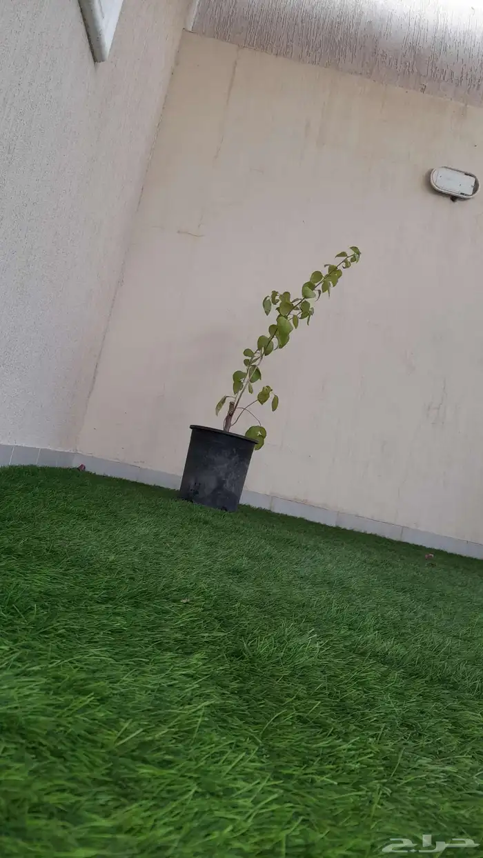 زهره متسلقه الاجدار وسعرها 55 ريال وتطلع زهر لونه وردي 1