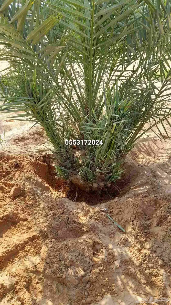 نخل المجمعه 8