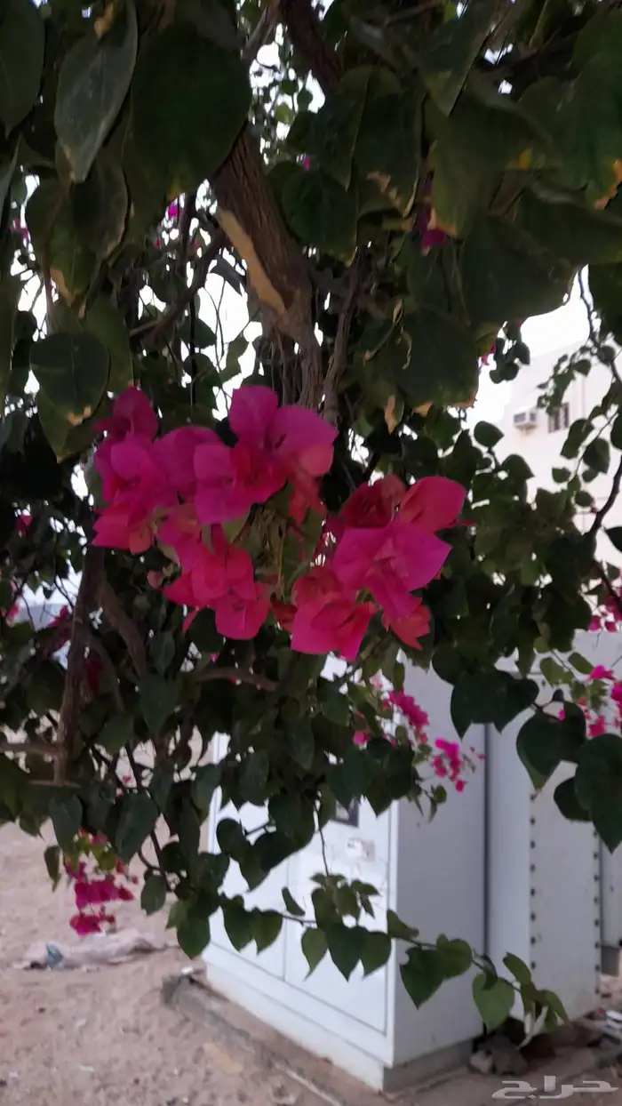 زهره متسلقه الاجدار وسعرها 55 ريال وتطلع زهر لونه وردي 2