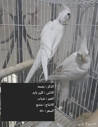 اجواز كروان لاهل التميز و الانتاج index