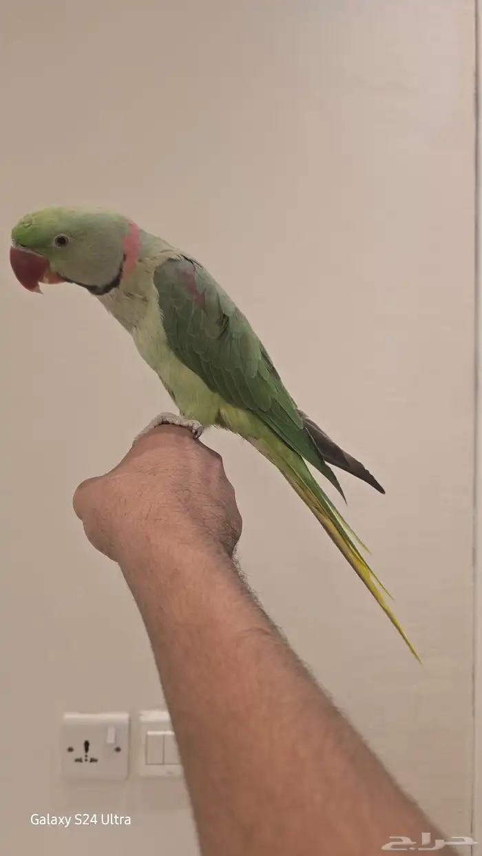 ذكر درة نيبالي اليف 2