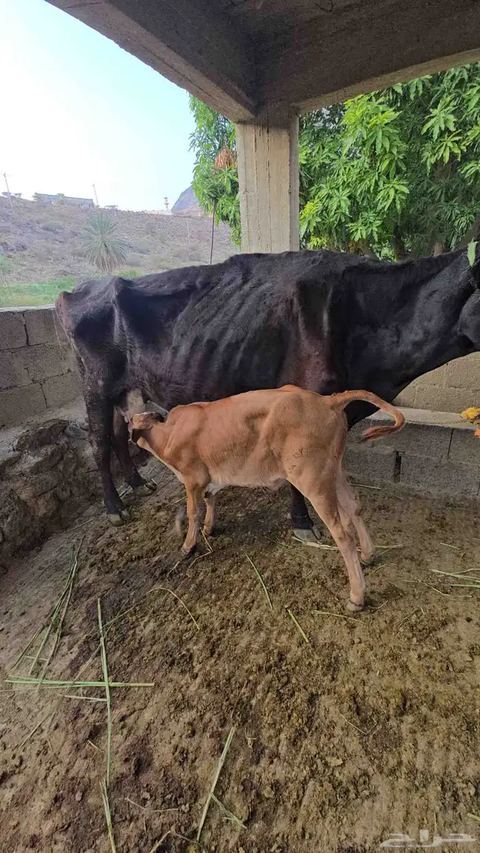بقره هولندي معها حسيل عمره شهر ونص في المخواة 2