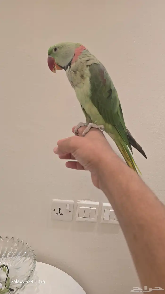 ذكر درة نيبالي اليف 0