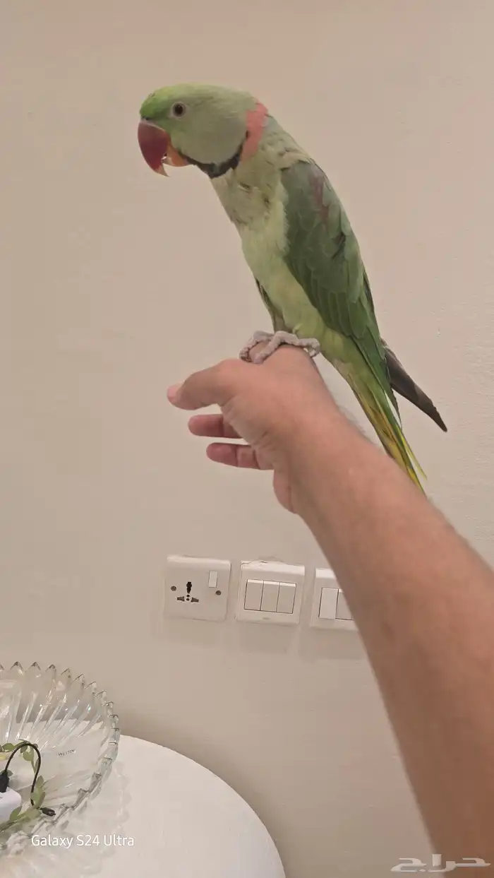 ذكر درة نيبالي اليف 3