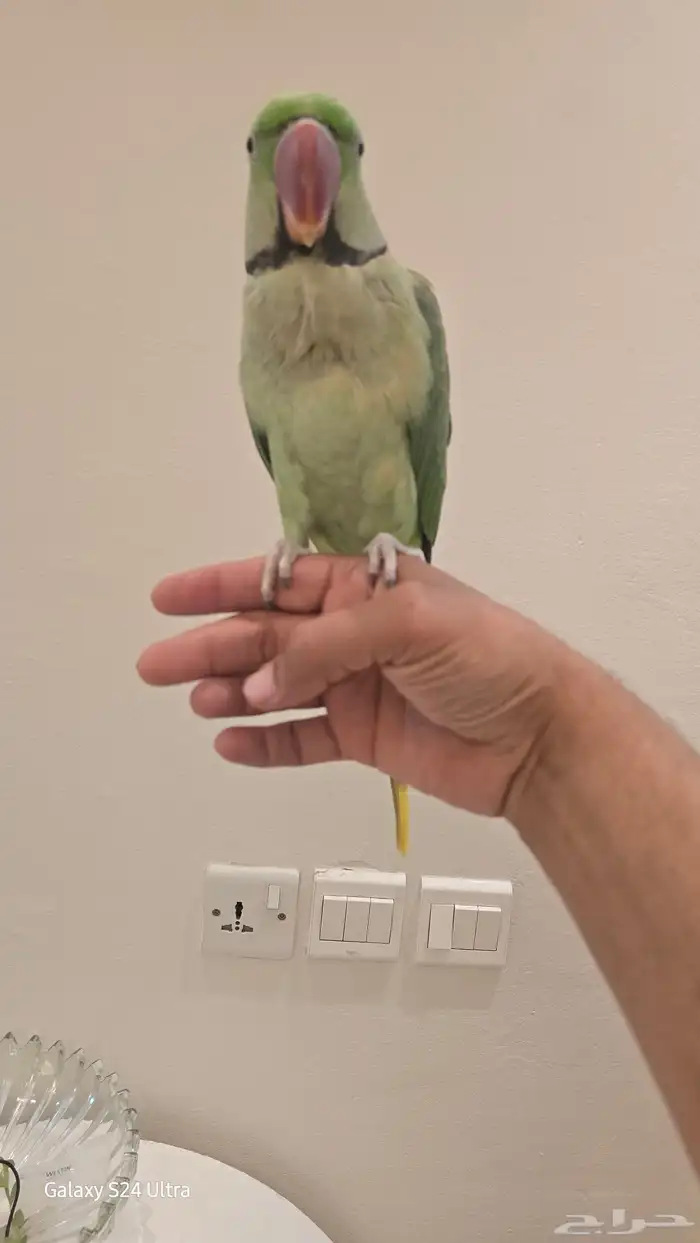 ذكر درة نيبالي اليف 1