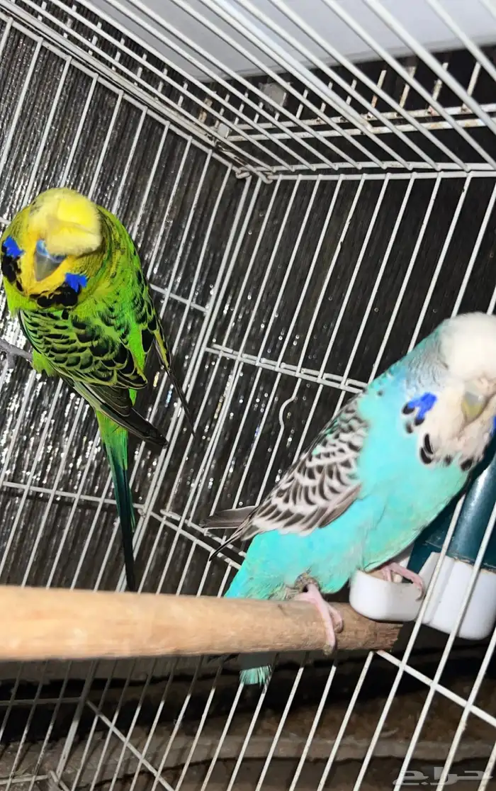 طيور للبيع 9