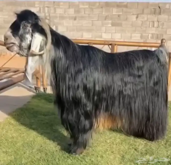 تيس عارضي معرف جاهز له مقطع وهو يقرع 1