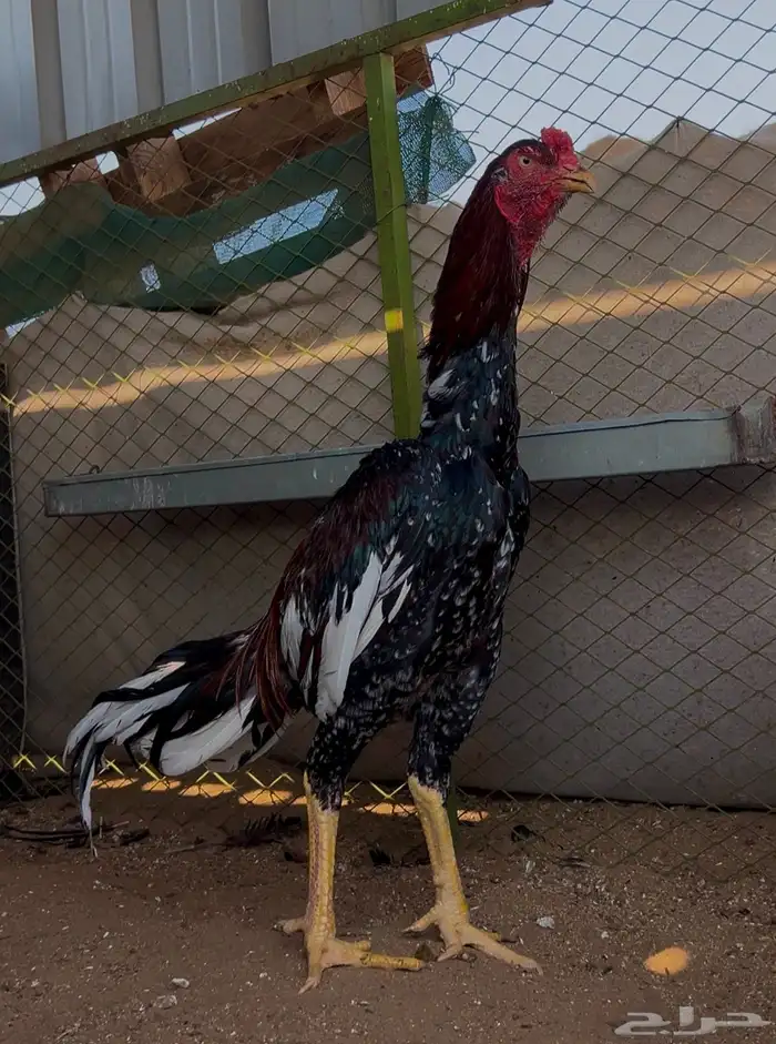 جوز سندي بيور 1