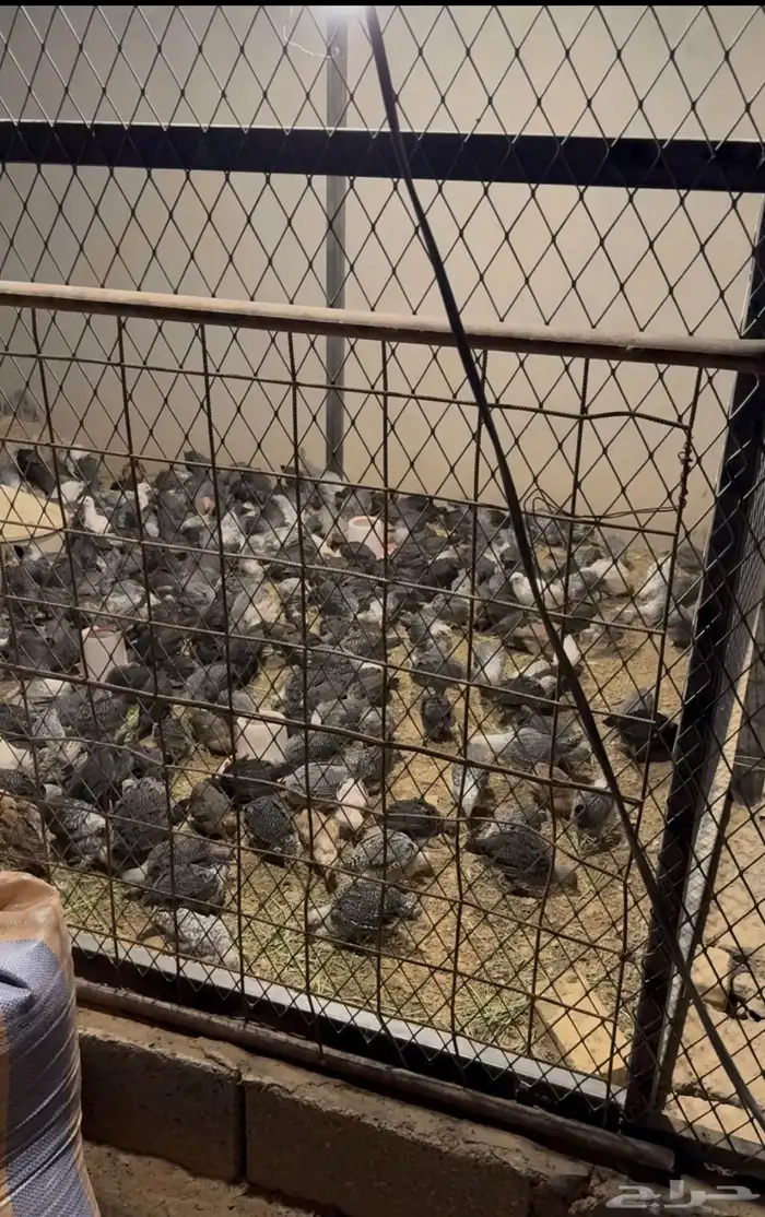 صيصان فيومي دجاج 2