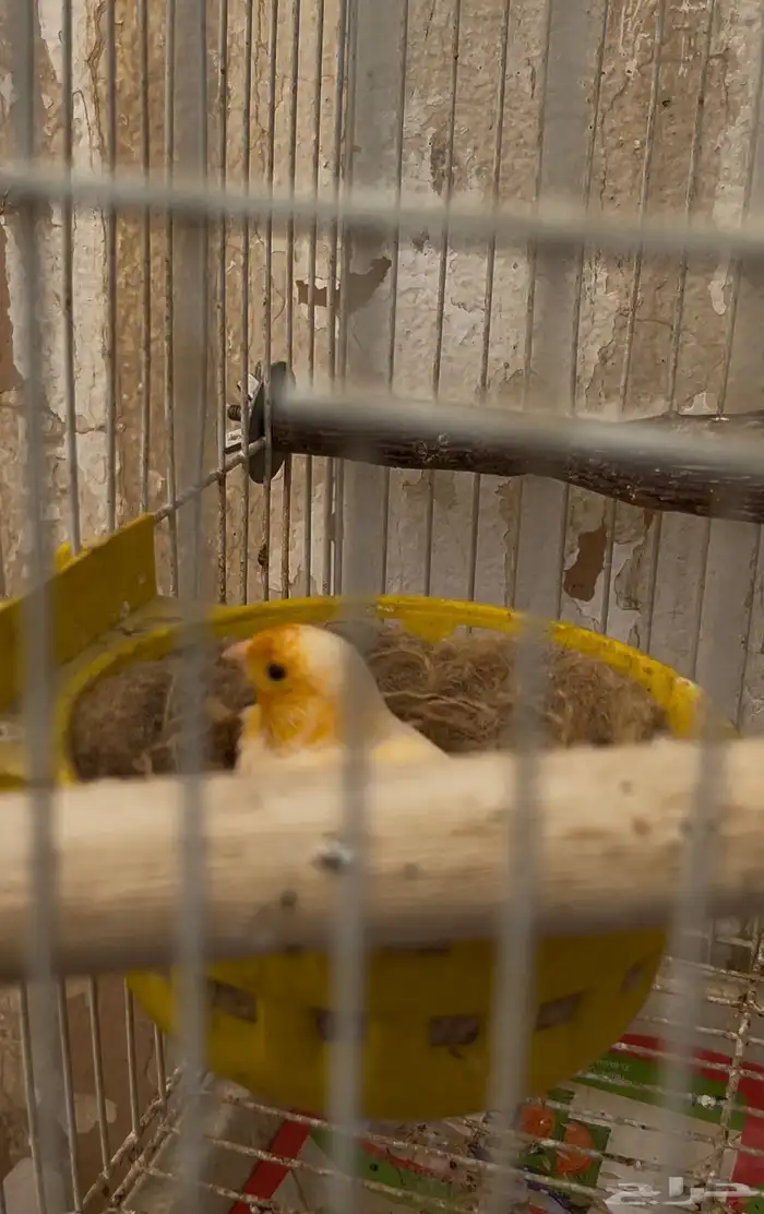 سوريه اللون جزري انثى تبيض بدون ذكر صفت وكل شي عالسوم 1