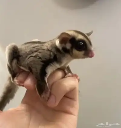 فرخ شوقر قلايدر index