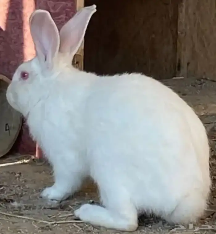 ارنب ذكر وانثي منتج قريب 0