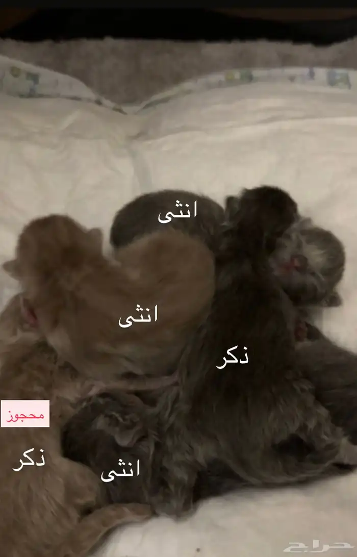 قطط سكوتش للحجز 0