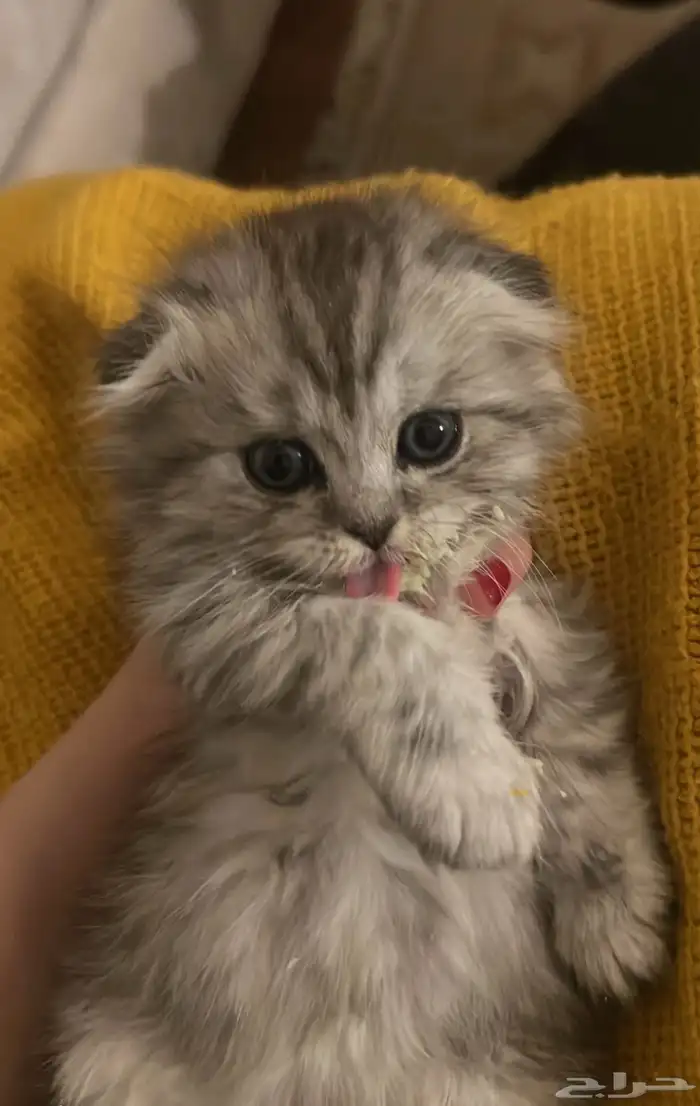 سكوتش بيور 2