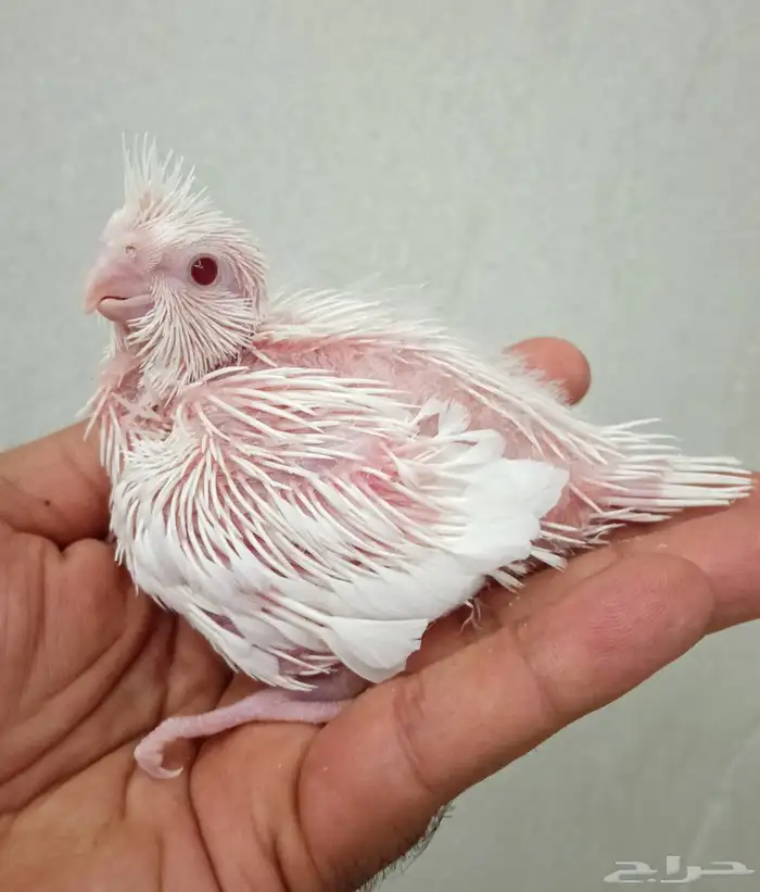 فرخ كروان البينو 2