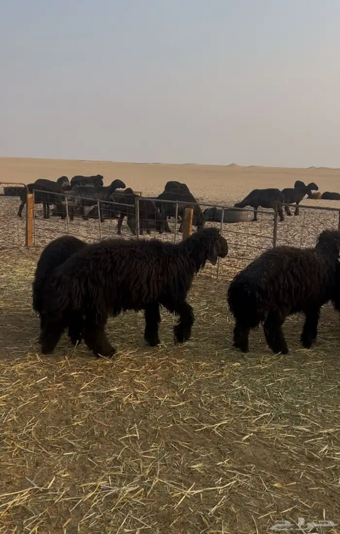 جذعان وجذعات فواخر مراح مقنوي ولاذبح 0