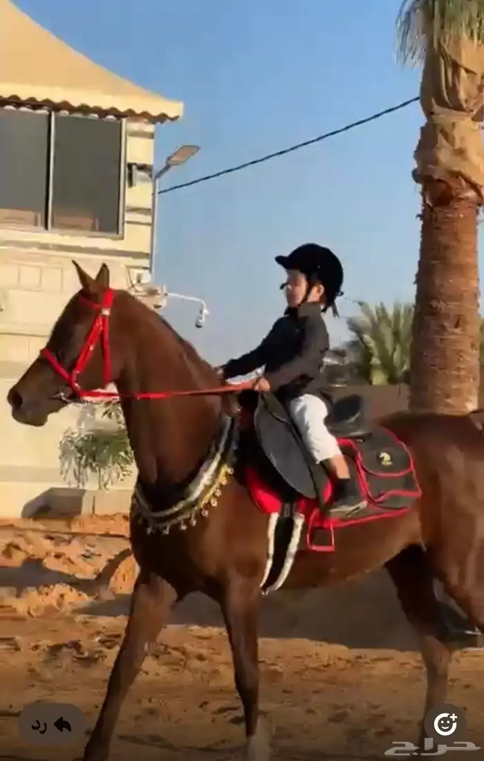 فرس واهو لقاح على حصان طيب وبسعر مغري 2