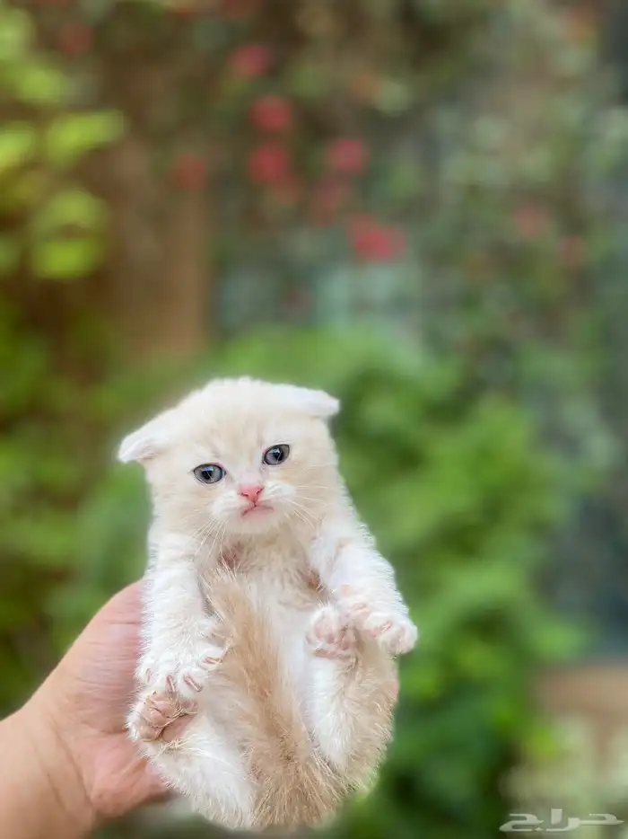 سكوتش فولد بيور مطعمين للبيع ولايوجد تبني 39