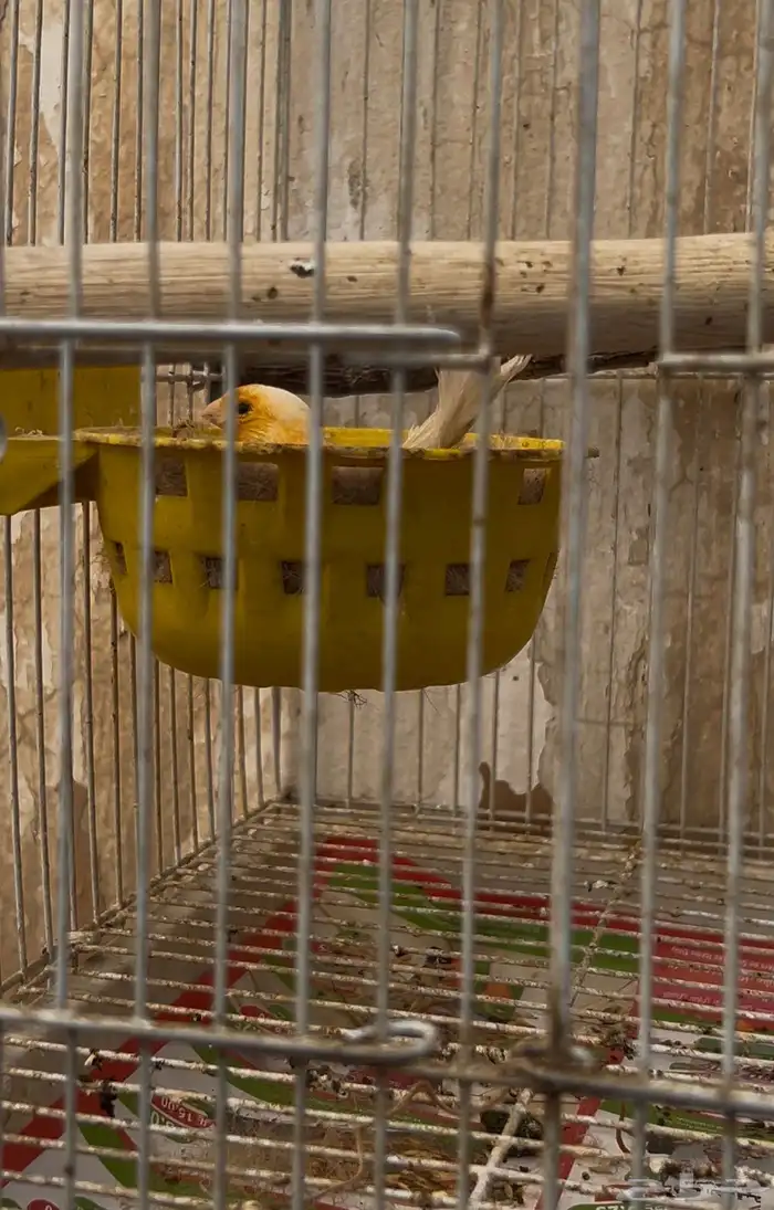 سوريه اللون جزري انثى تبيض بدون ذكر صفت وكل شي عالسوم 0