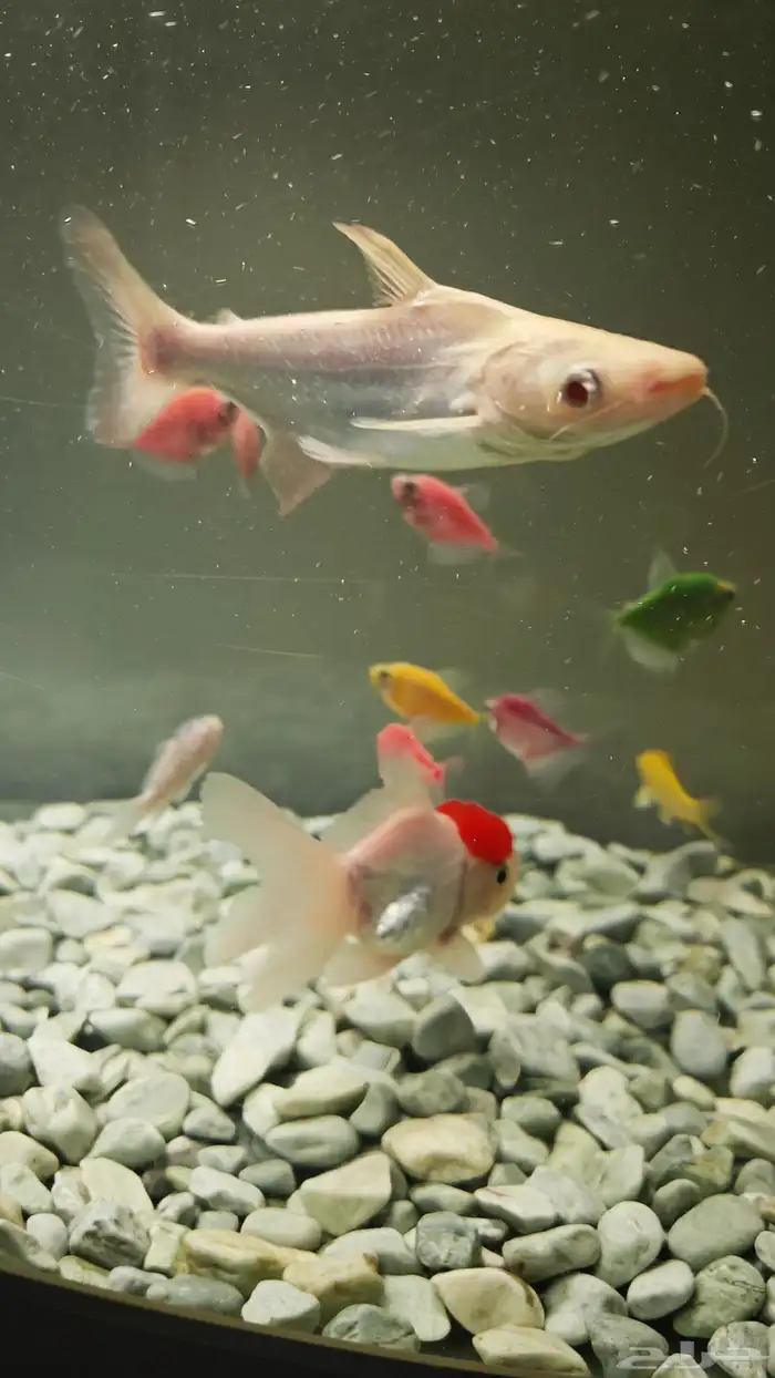 سمك وحوض اسماك زينة منوع مع ادوات الحوض 1
