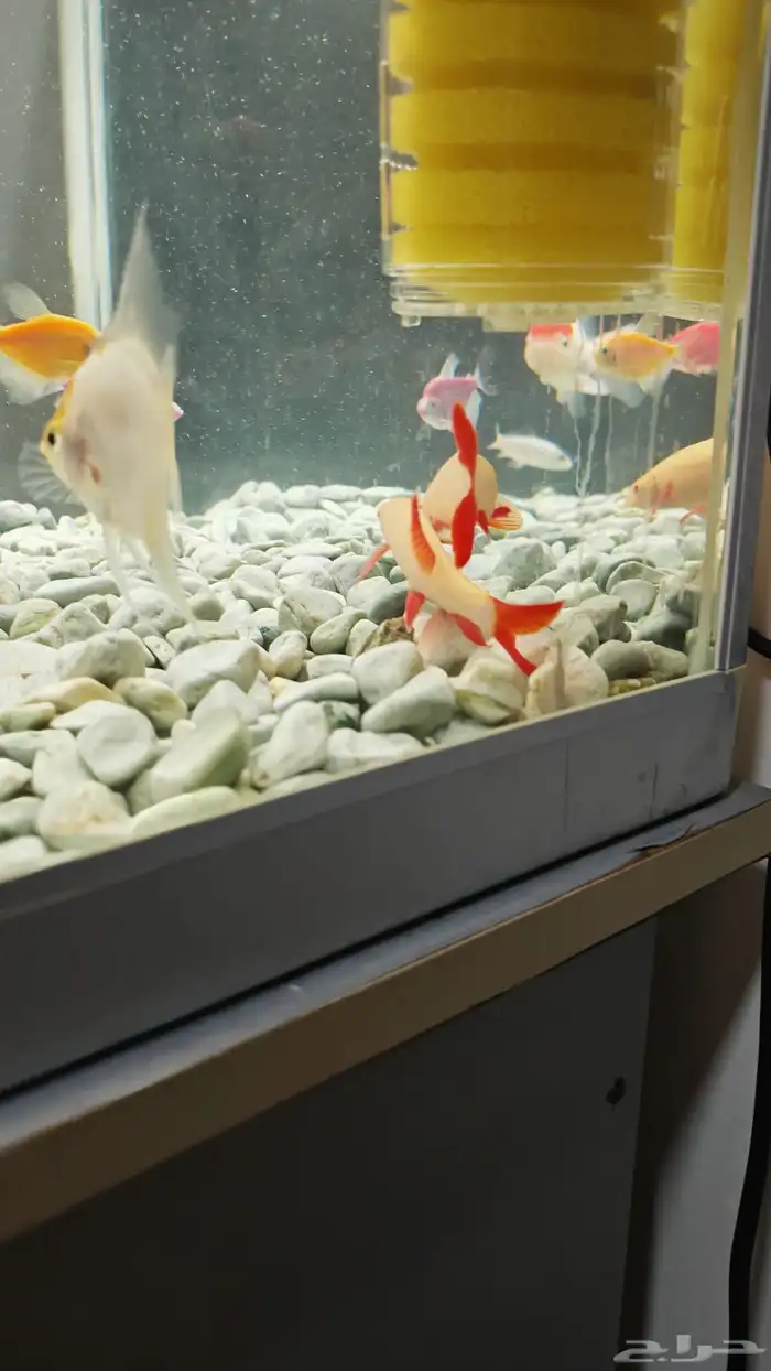 سمك وحوض اسماك زينة منوع مع ادوات الحوض 2