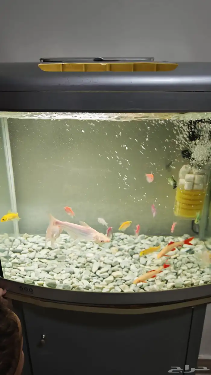 سمك وحوض اسماك زينة منوع مع ادوات الحوض 5