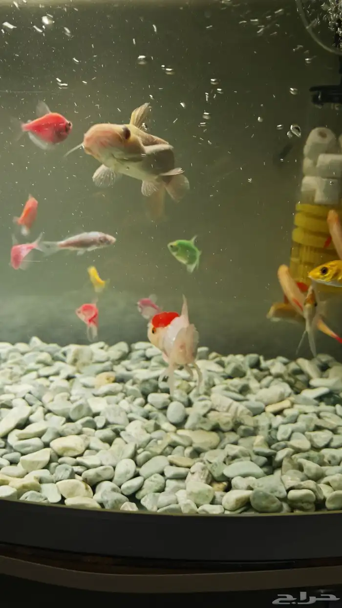 سمك وحوض اسماك زينة منوع مع ادوات الحوض 4