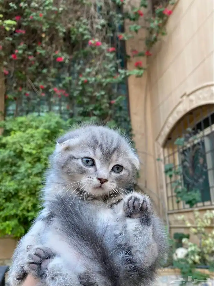 سكوتش فولد بيور مطعمين للبيع ولايوجد تبني 16