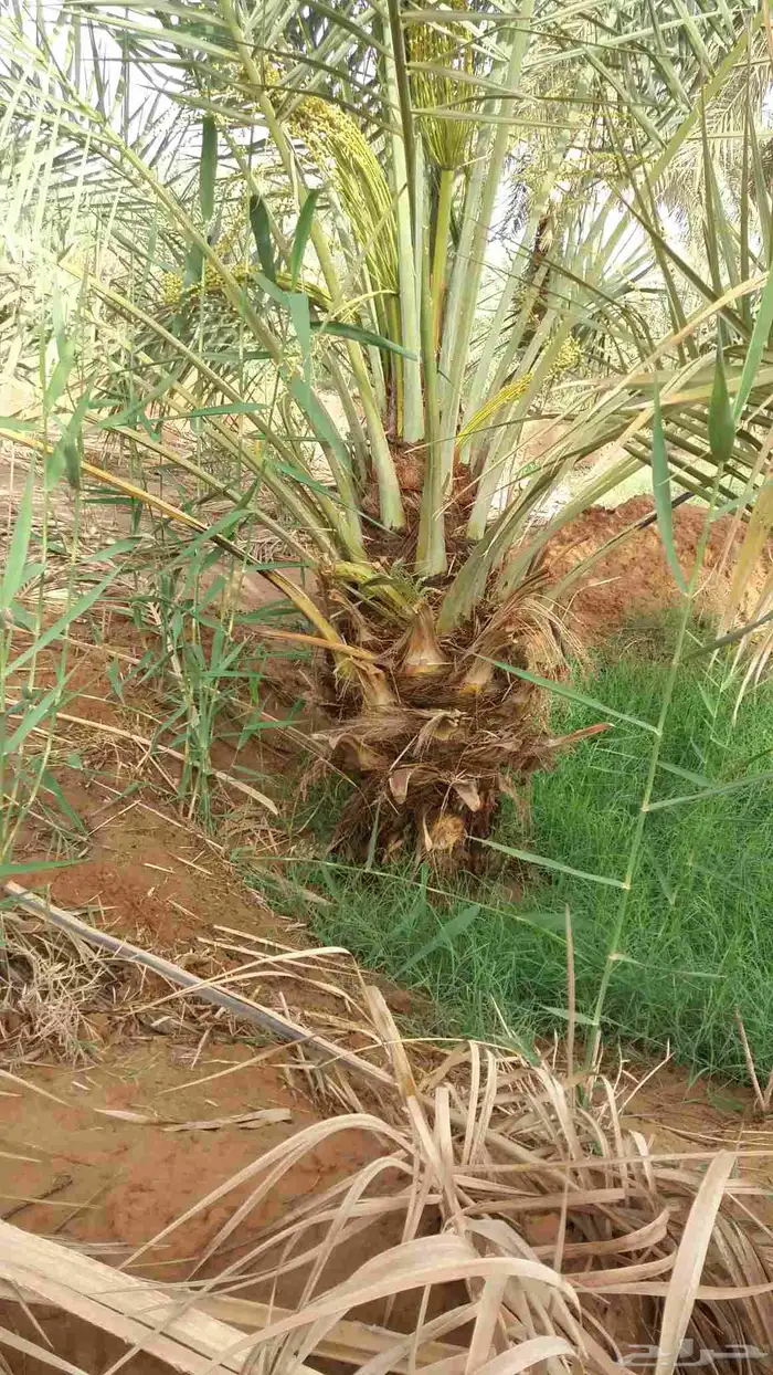 يوجد لدي نخل انواع ممتازه صقعي ومجدوله وسكري وسلطانه وهلالي 5