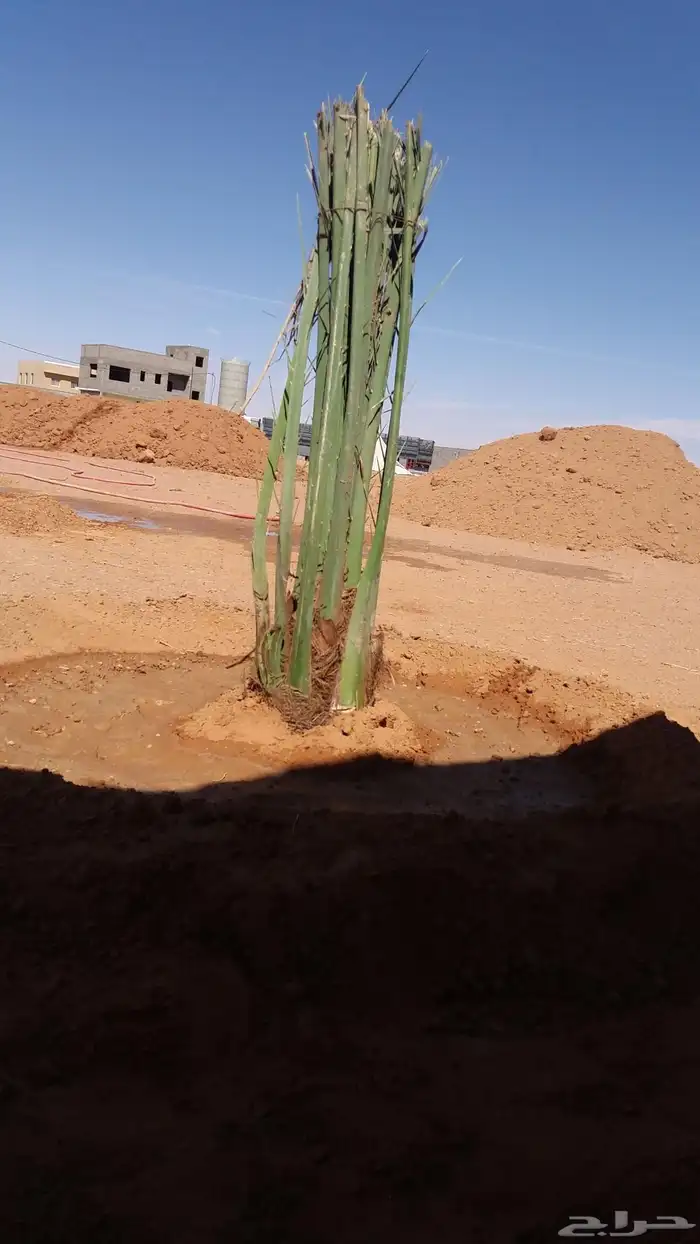 يوجد لدي نخل انواع ممتازه صقعي ومجدوله وسكري وسلطانه وهلالي 7