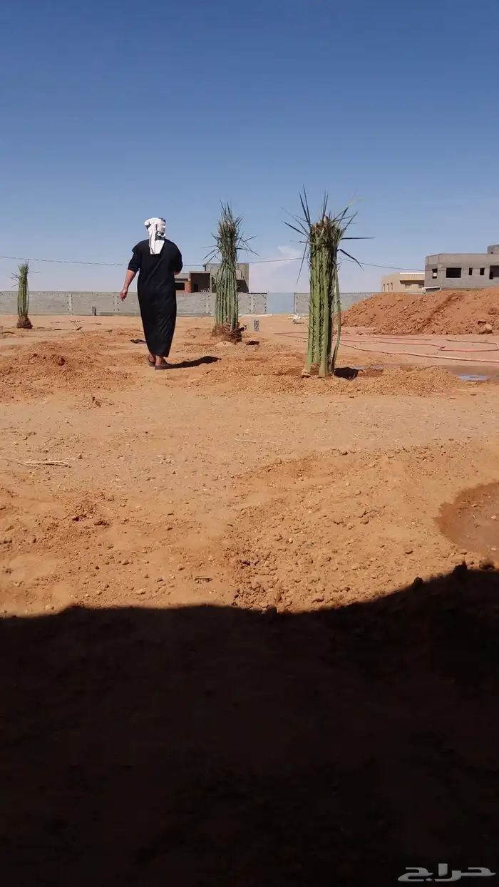 يوجد لدي نخل انواع ممتازه صقعي ومجدوله وسكري وسلطانه وهلالي 6