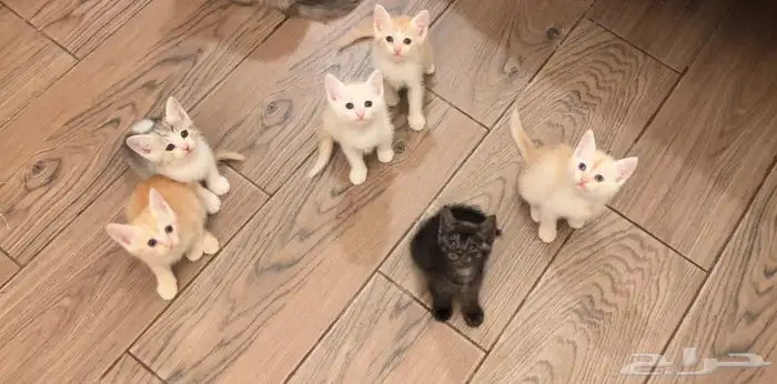 كتن شيرازي قطط للبيع مو للتبني هجين برتش 17