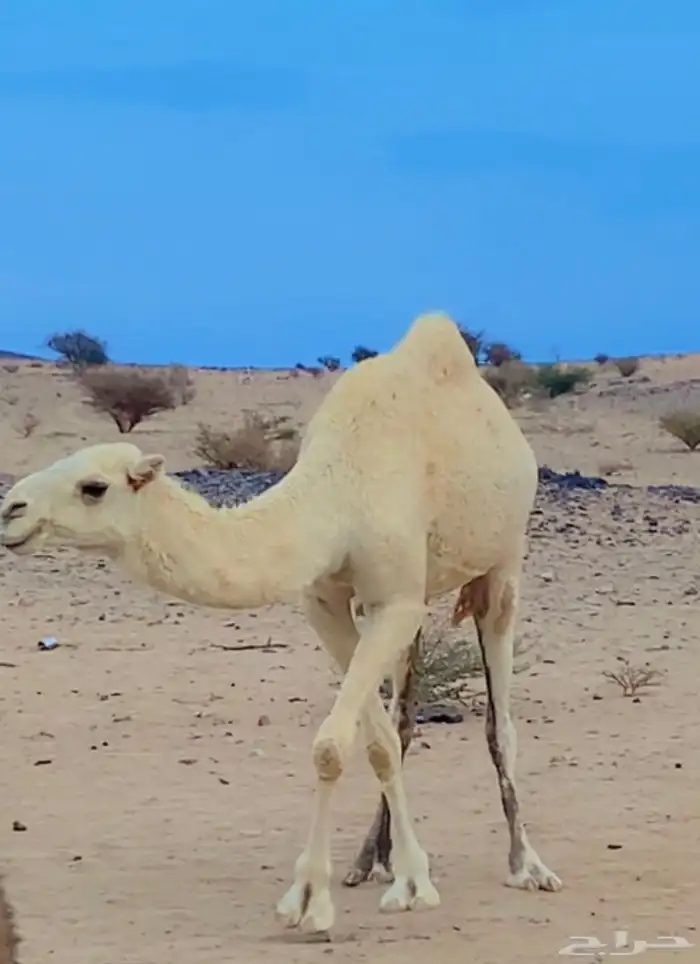 بكره وضحى ضغط غالي لقيه على جميع الشروط 1