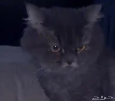 قطط للبيع index