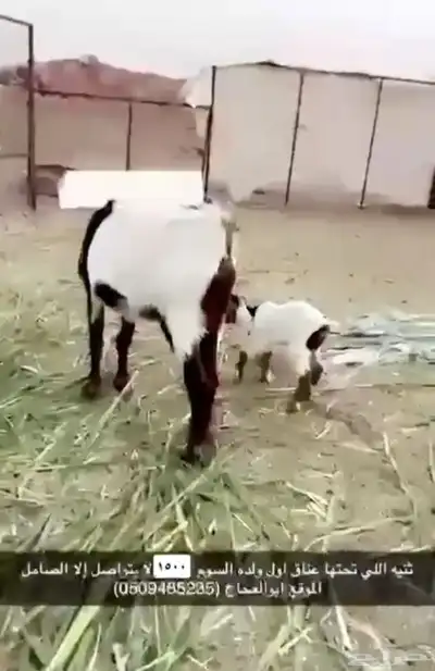 بير شعر وعنز index