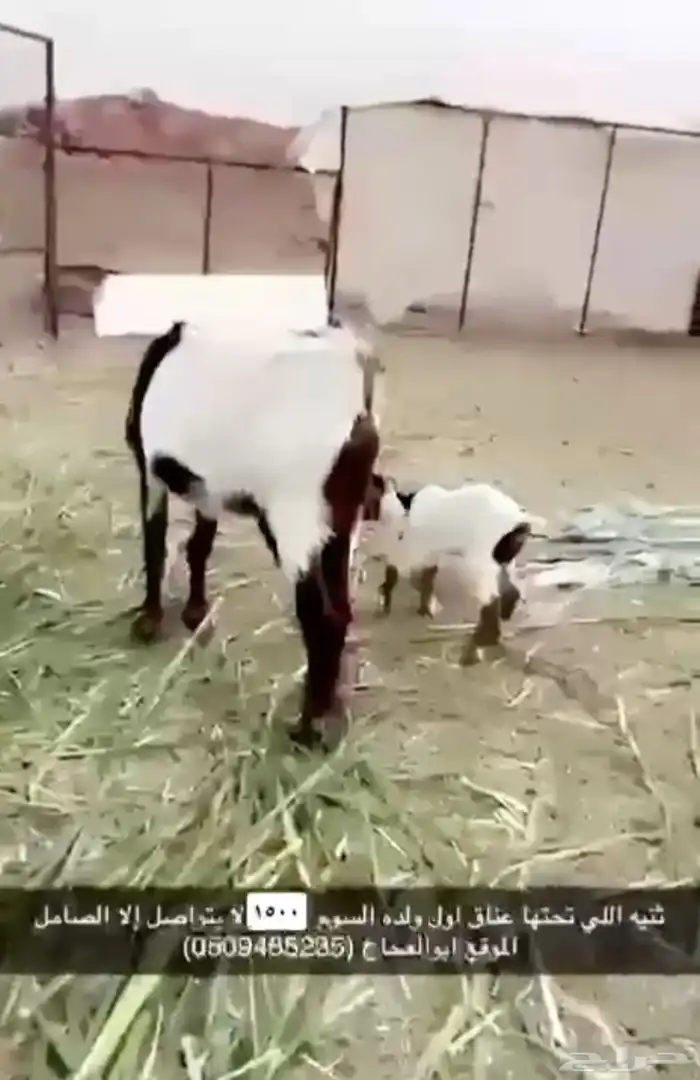 بير شعر وعنز 1